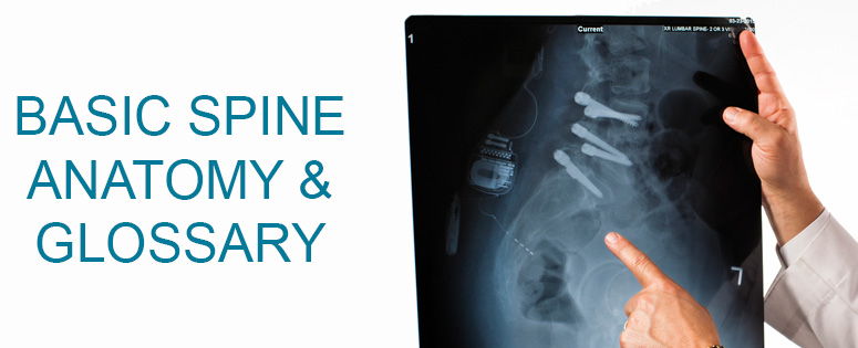 Spine Anatomy